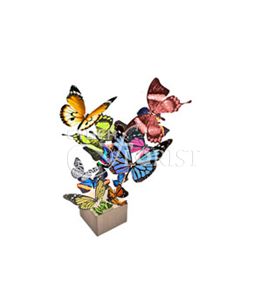live butterflies